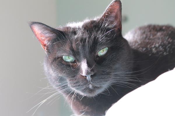 /Images/uploads/Humane Society of Utah/HSU2018/entries/4160thumb.jpg